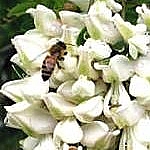 MIELE DI ACACIA