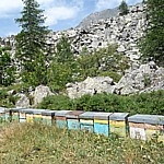 MIELE MILLEFIORI DI ALTA MONTAGNA