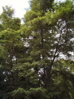Albero di acacia