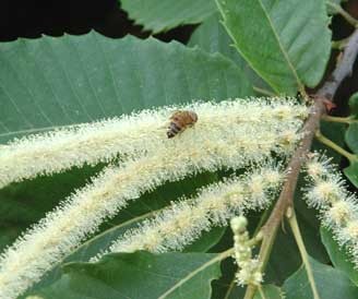 fiore di castagno