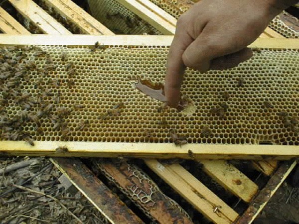 Controllo del favo: ecco il miele
