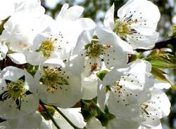 Ciliegio in fiore