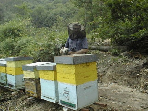 La fumigagione rallenta l'attività delle api agevolando il lavoro dell'apicoltore