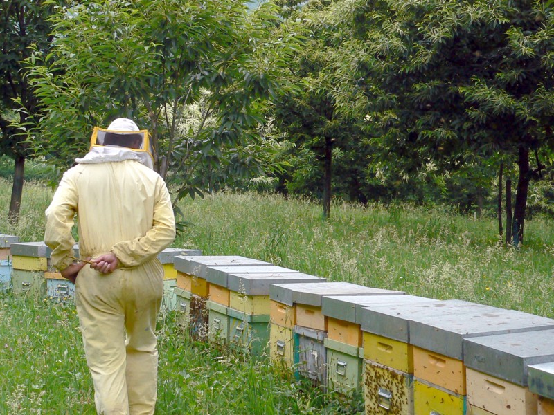 Postazione di alveari per la produzione di miele