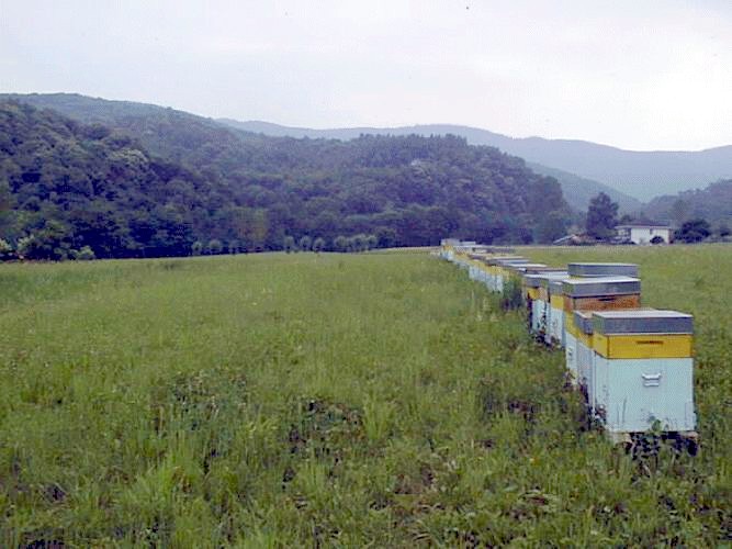 Postazione di alveari in alta montagna