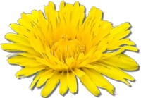 fiore di tarassaco