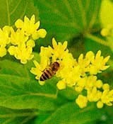 Fiori di tiglio